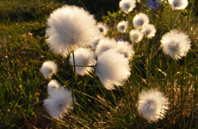 cotton grass