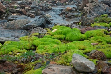 arctic tundra plants lichen