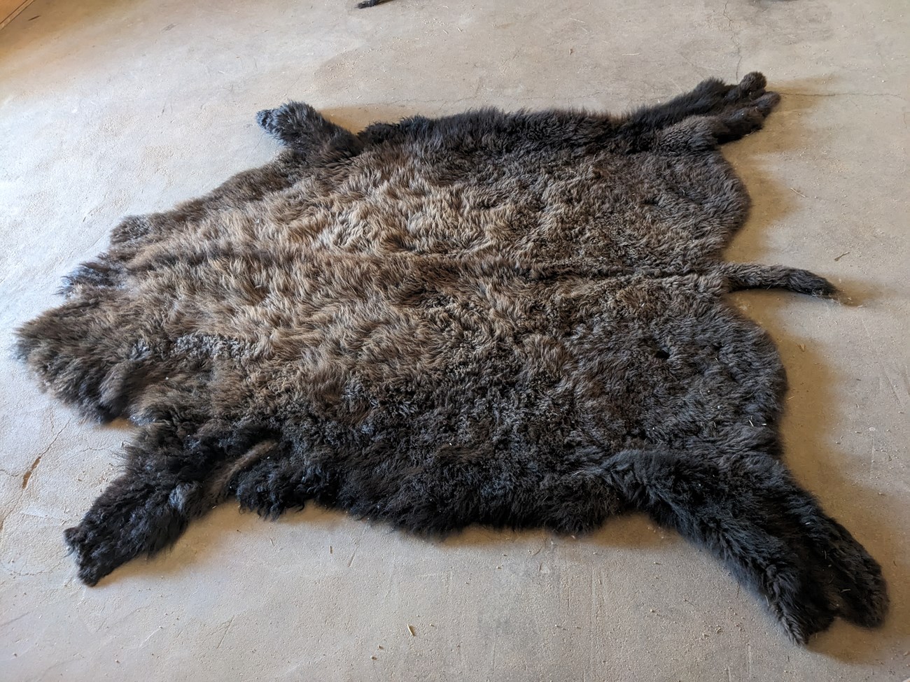 A buffalo robe is stretched out on the floor