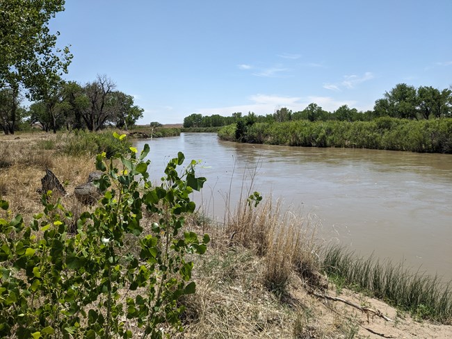 Arkansas Riverbank Photo of Arkansas River in summer including green vegetation and trees along its sandy banks