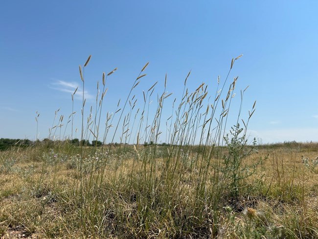 blue grama grass Close up of tall shoots of blue grama grass against a blue sky