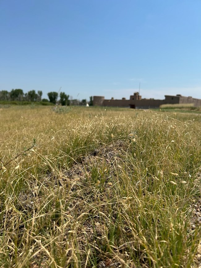 buffalo grass Buffalo grass grows in large patches surrounding Bent's Fort
