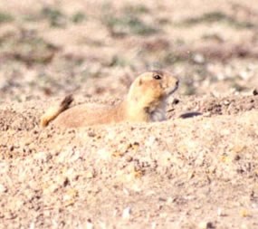 Black-tailed prairie dog