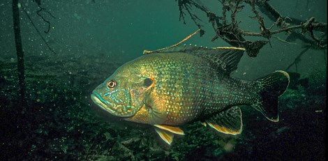 A fish with bright blue dots along the sides and along the face.