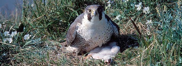 chris myer peregrin falcon