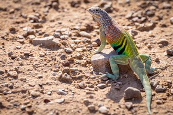 A multi-colored lizard sits on a rock.