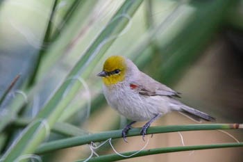 A small gray bird with a yellow head is perched on a stalk.