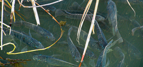 Fish Landing Page - Big Bend National Park U.S. National Park Service 