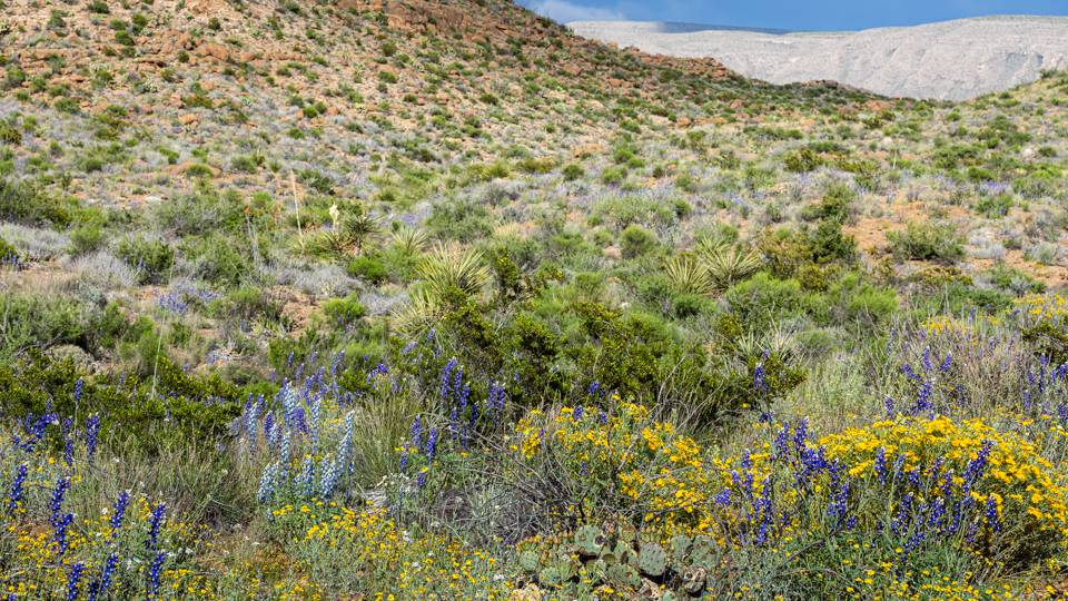 Fleur du désert de Big Bend : Fleurs : Big Bend National Park : Texas :  États-Unis 