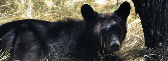 Black Bears - Big Bend National Park U.S. National Park 