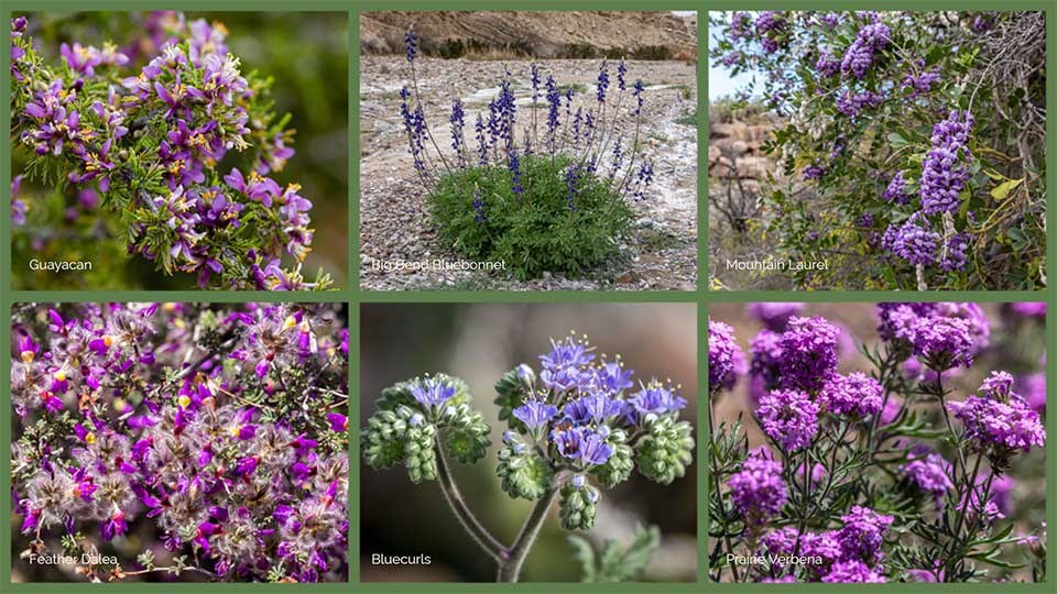 Collage of six blue tp purple wildflowers