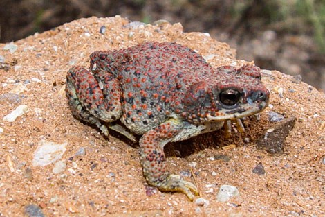 A gray colored toad with red spots sits on a boulder