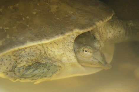 The front half of a turtles body is in view, with the head partially pulled into the shell