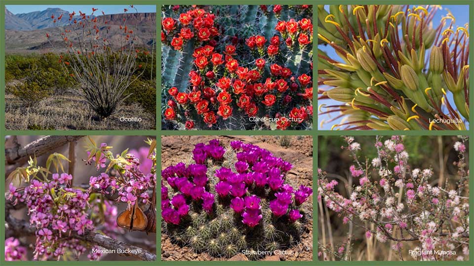A collage of six species of red wildflowers that bloom in the spring.