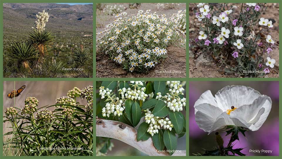 A collage of white wildflowers.
