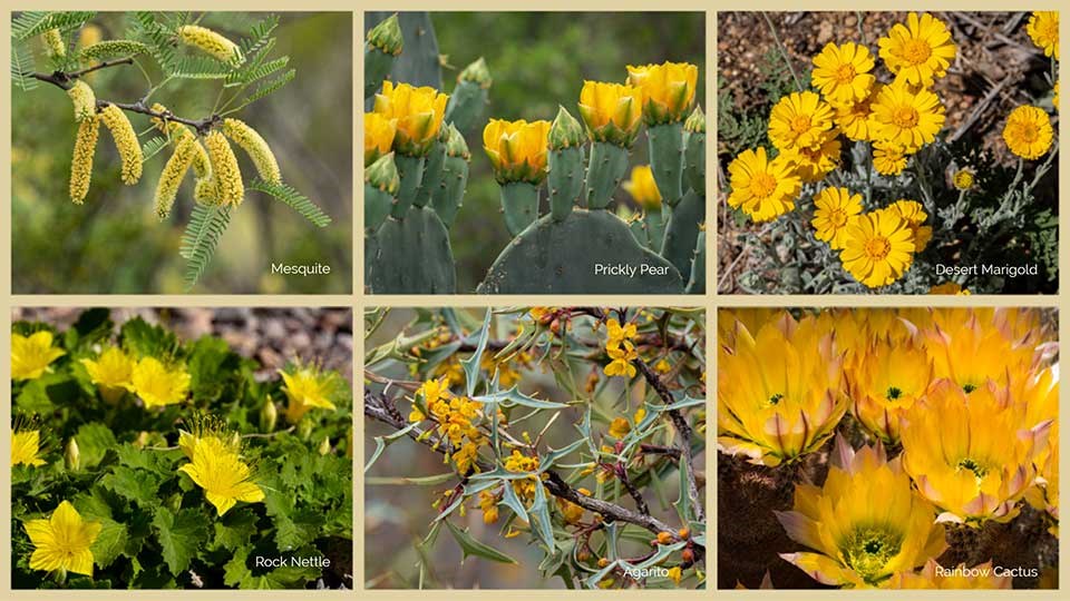 Collage of six yellow wildflowers that bloom in the spring.