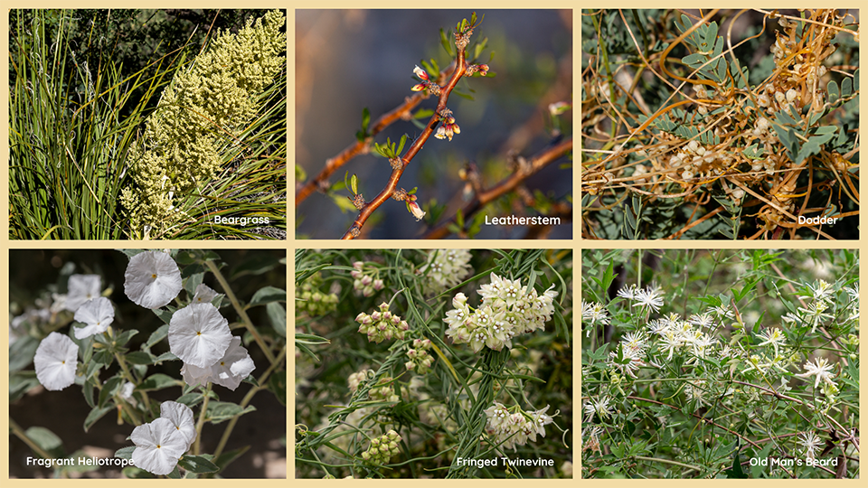 Collage of six white wildflowers that bloom in the summer.