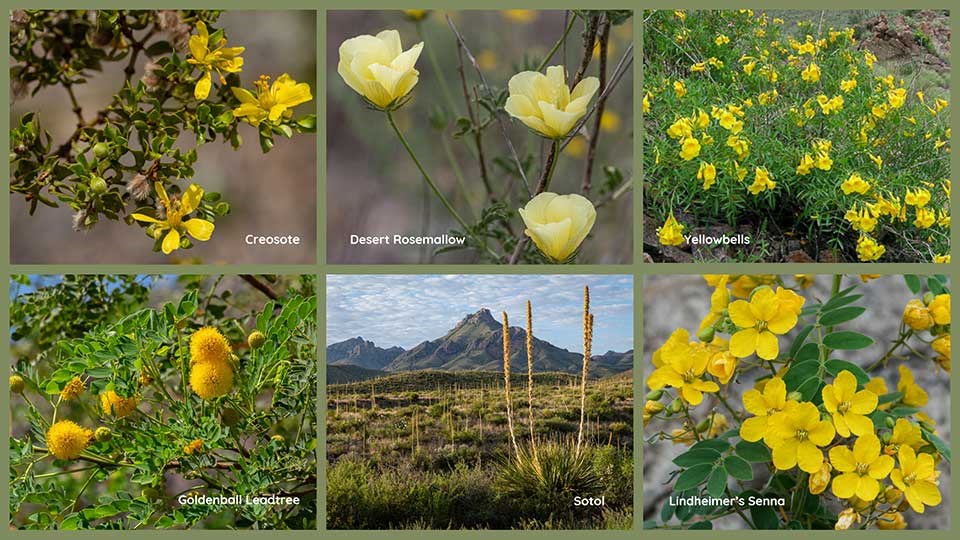 A collage of six species of yellow wildflowers that bloom in the summer.