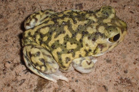 A toad with yellow and green colored skin sits on a rock