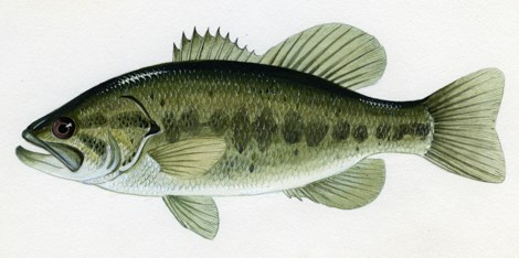 A fish with an overall green color, with a row of darker spots down the center of the sides.