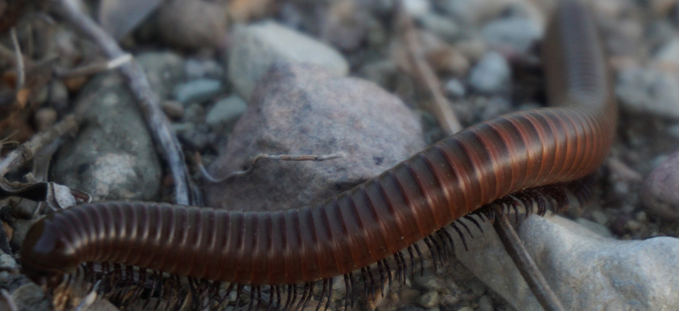 Insects, Spiders, Centipedes, Millipedes - Big Bend National Park (U.S