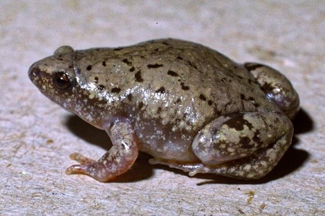 A toad with a pale belly and olive back sits on a rock