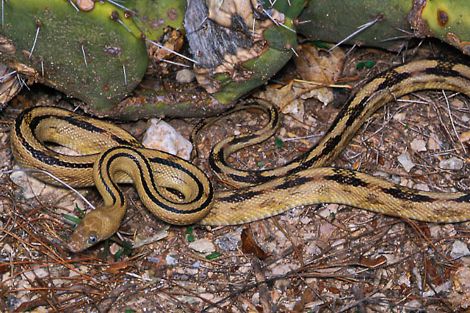 Eastern Hog-nosed Snake - Cape Cod National Seashore (U.S. National Park  Service)