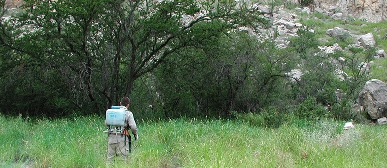 treating exotic buffelgrass in Big Bend