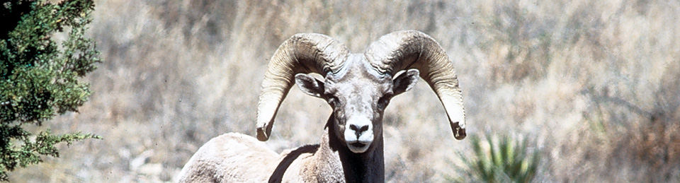 Bighorn sheep