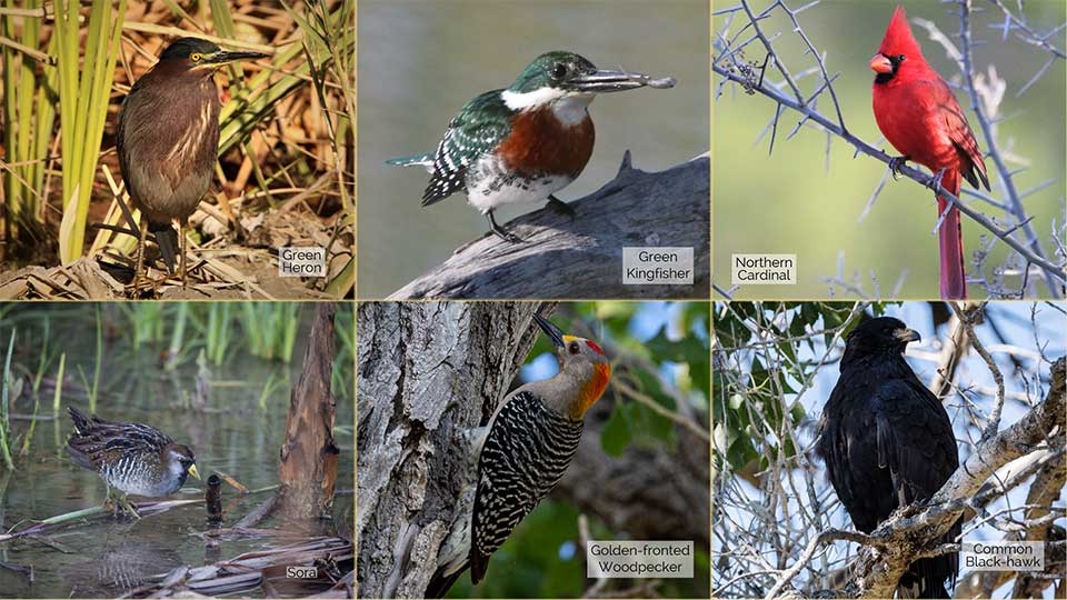 SE Texas Birding & Wildlife Watching: Hotter than You Know What