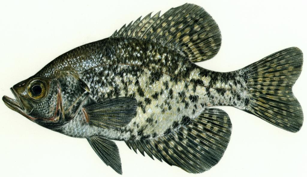 Super Size Black Crappie Bass – Sunfish Fish Farms