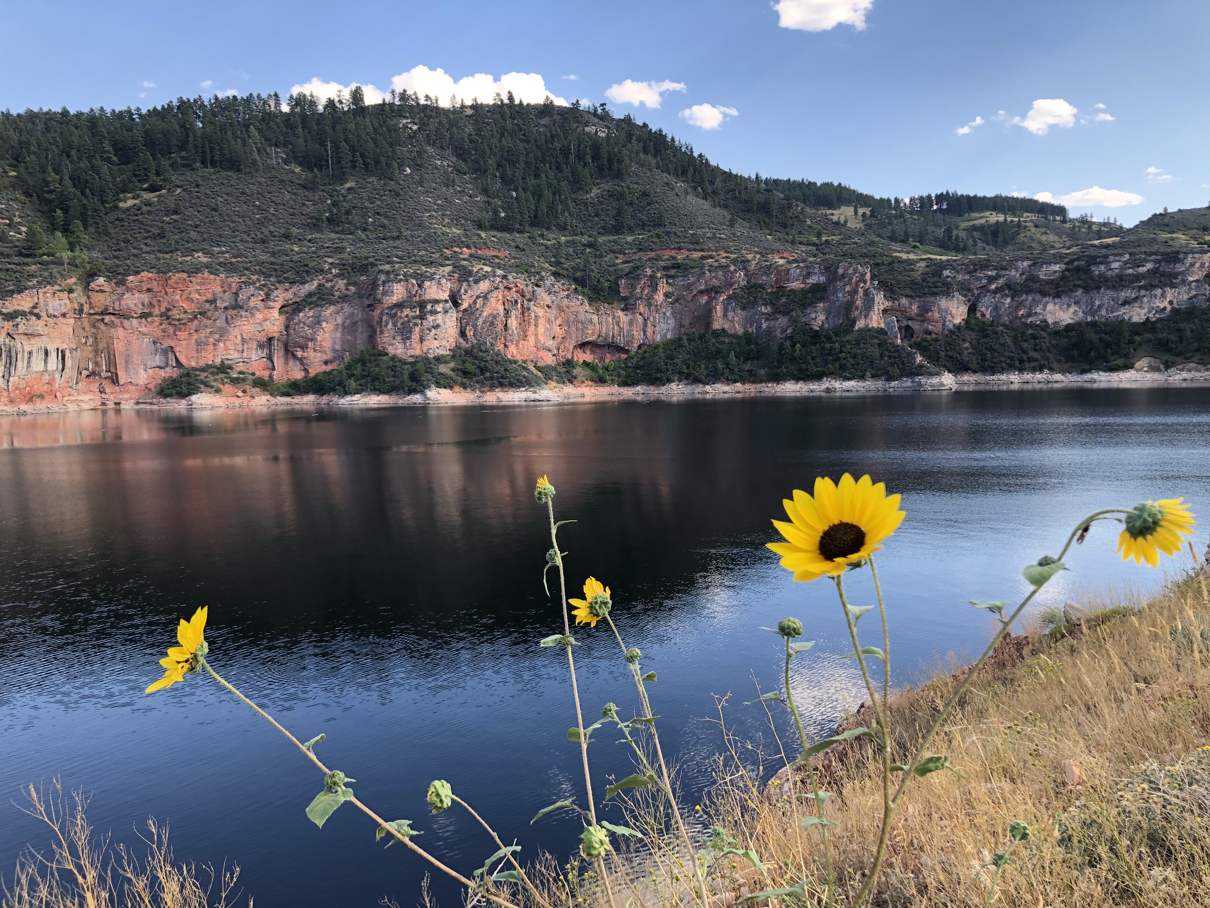 Bighorn River with canyon wall in the background and yellow wildflowers in the foreground