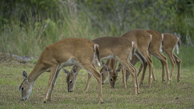 five whitetail deer grazing