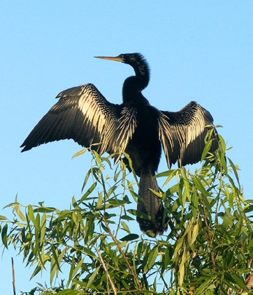 A cormorant holds its wings open in the sun perched on a tree
