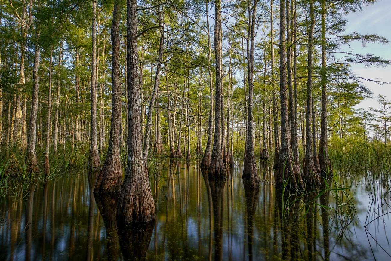colorful swamp with green plants, tall cypress trees, and blue sky