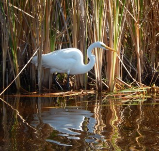 a white bird standing amid tan grass at the edge of water