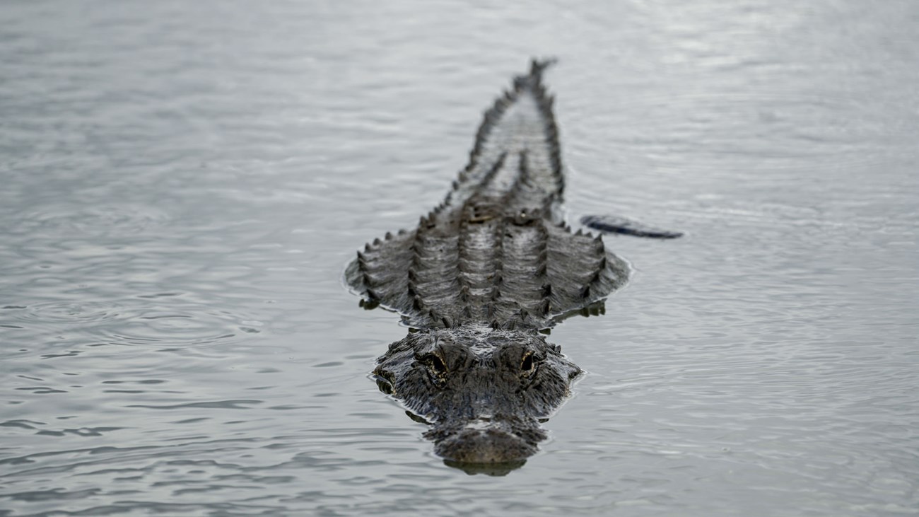 a gator faces the camera half submerged in water
