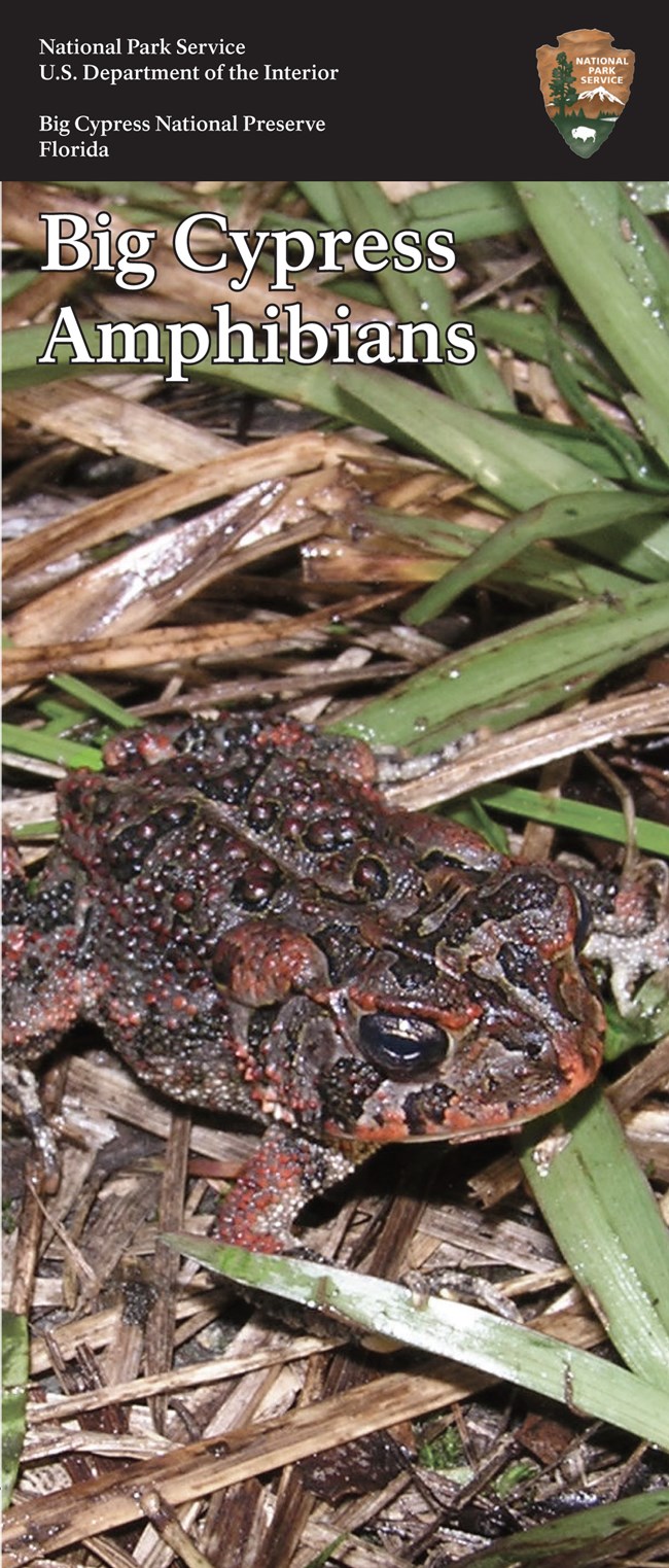 Amphibians - Big Cypress National Preserve (U.S. National Park Service)