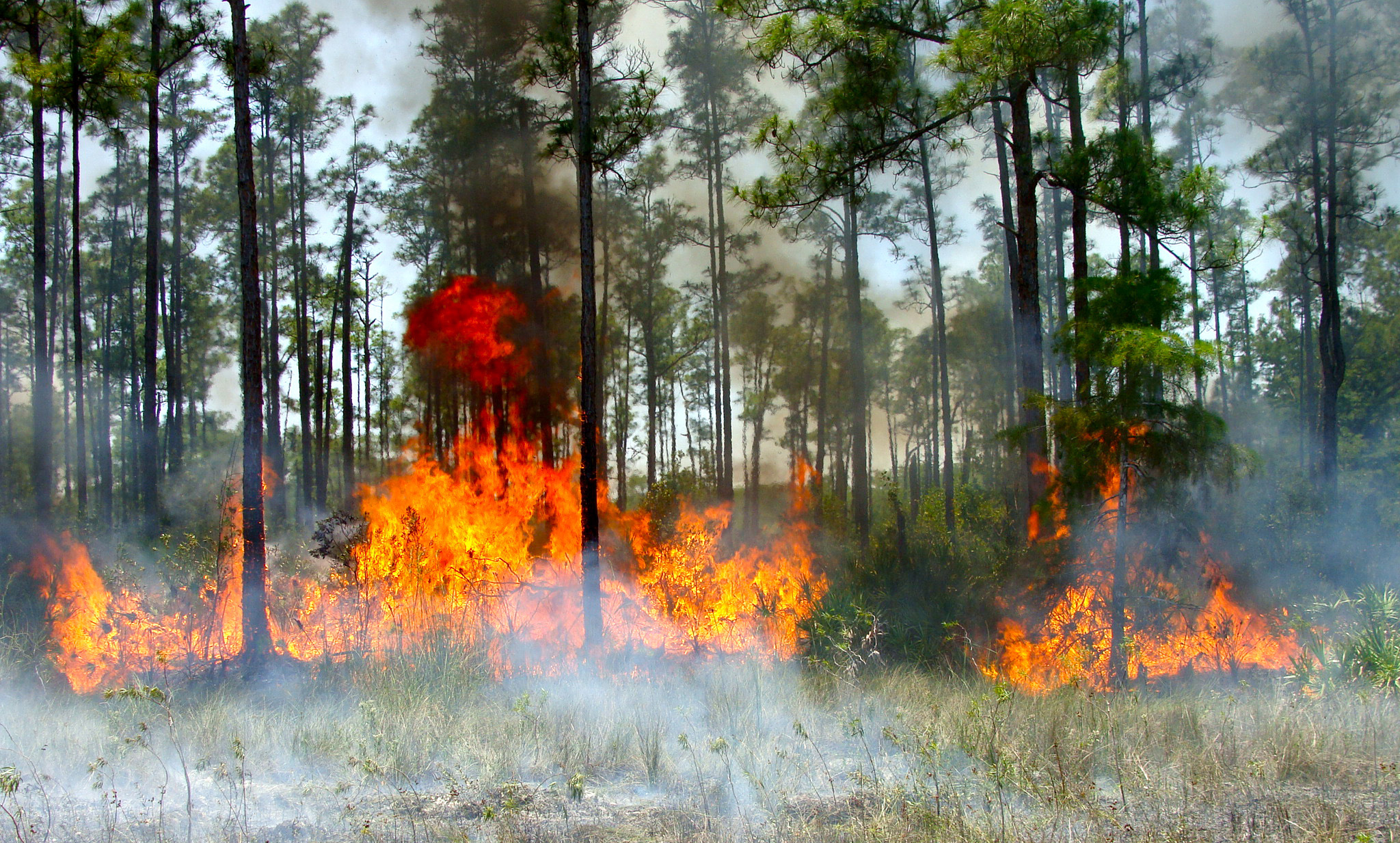 Fire Regime Big Cypress National Preserve (U.S. National Park Service)