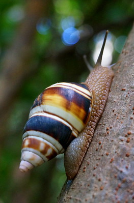 Invertebrates - Big Cypress National Preserve (U.S. National Park Service)