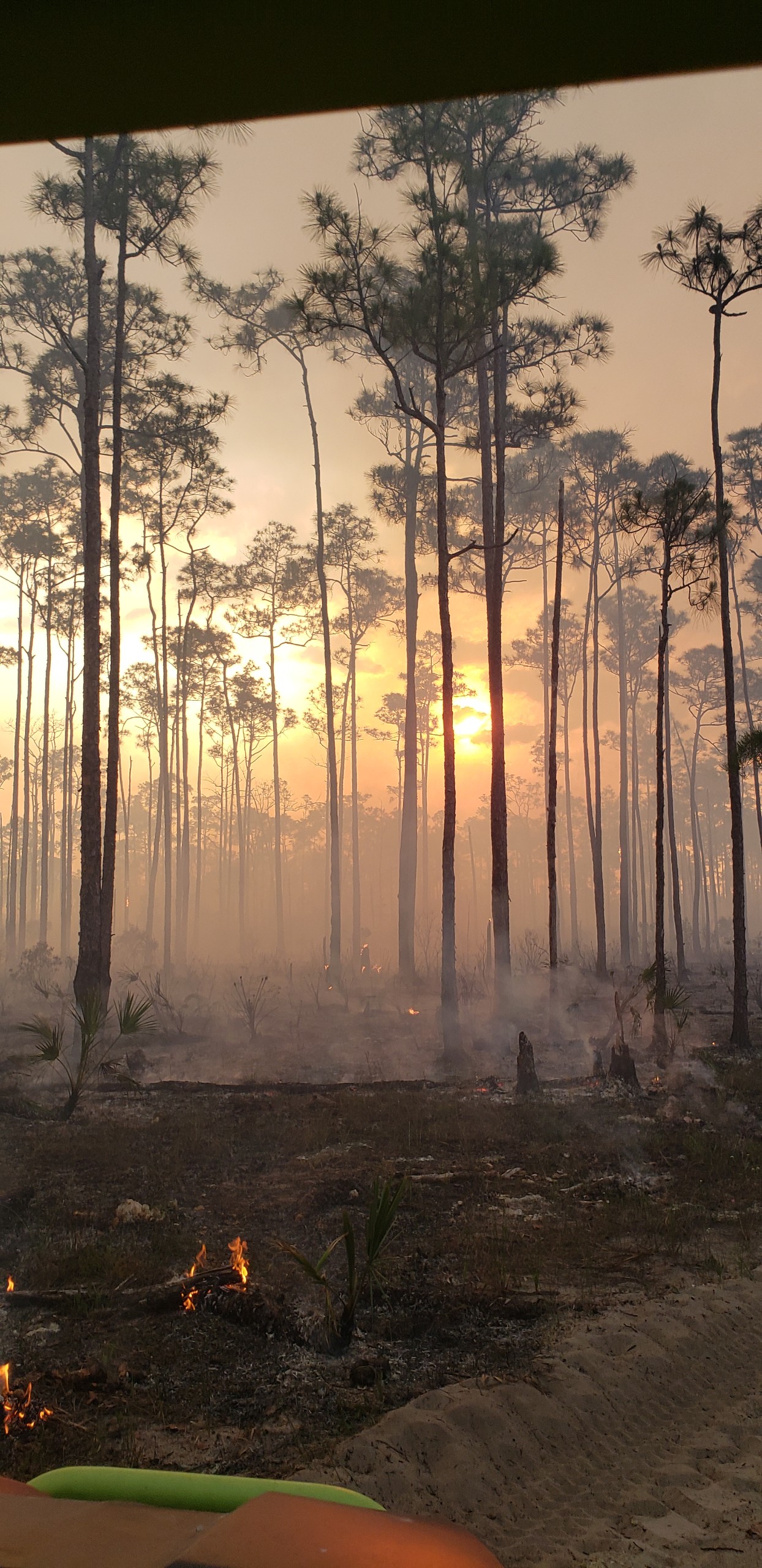 The sun sets behind a recently burned and still smoking pine stand