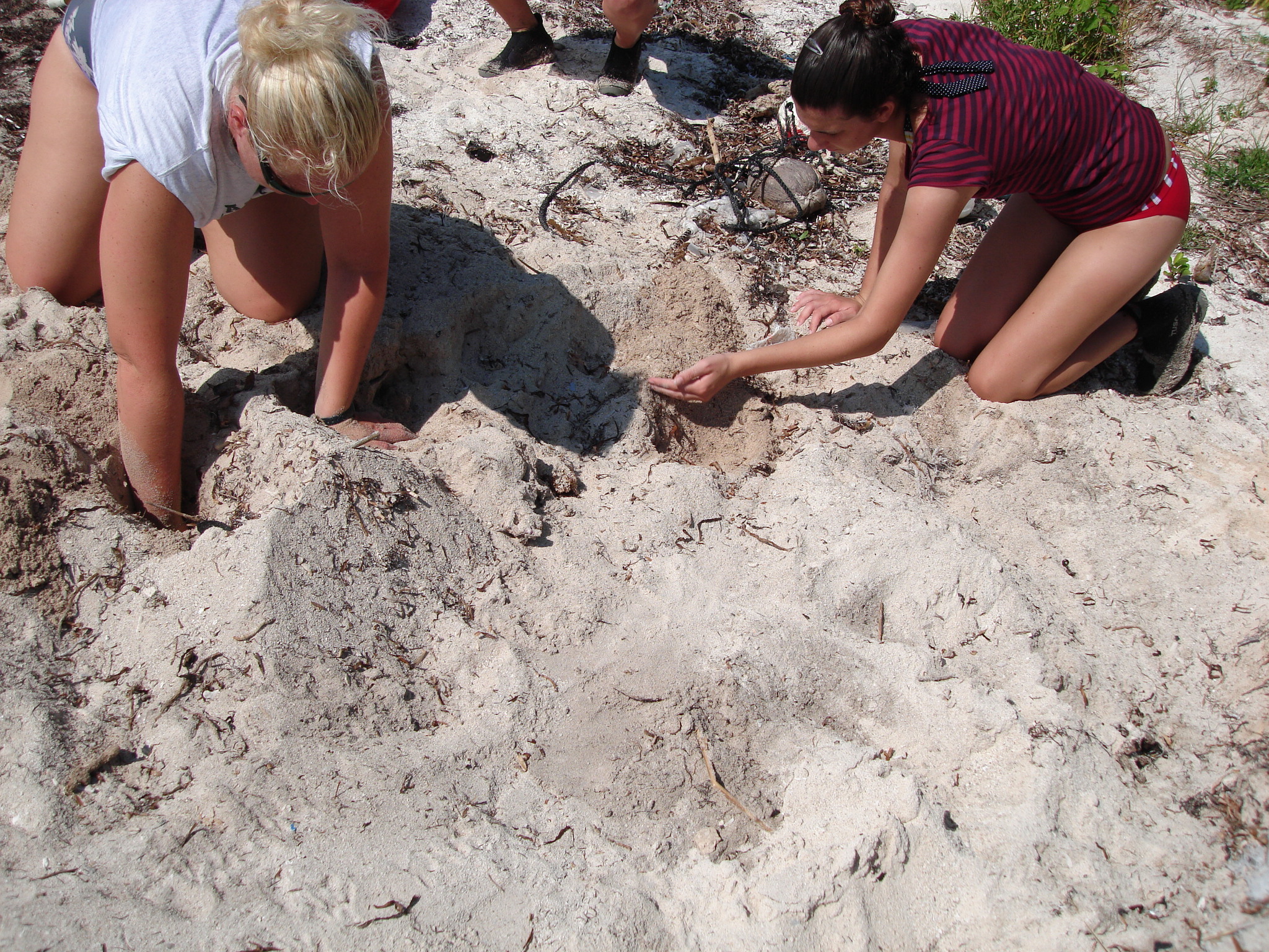 How You Can Help Protect Sea Turtles - Biscayne National Park (U.S