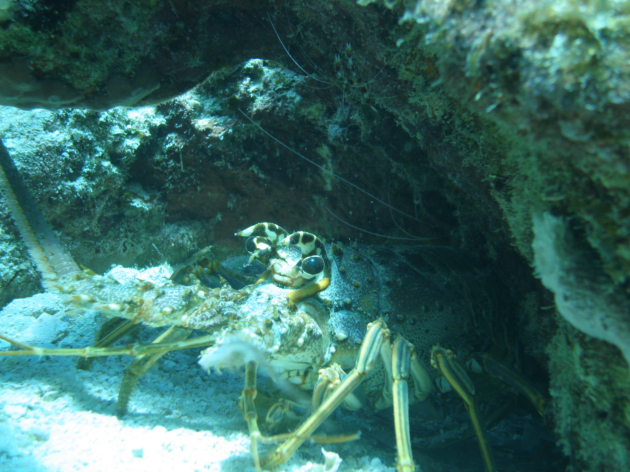 Spiny Lobster Fun Fact Sheet - Biscayne National Park (U.S. National Park  Service)