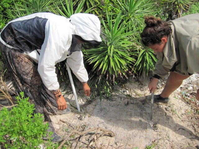 Summary of 2012 sea turtle nesting season and habitat restoration