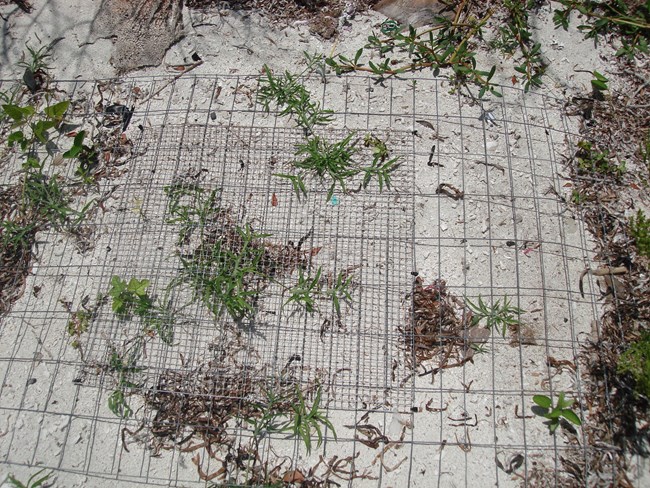 mesh screen over loggerhead sea turtle nest