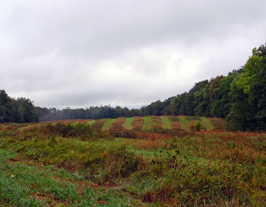 Strip-cut field