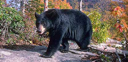 Animals - Big South Fork National River & Recreation Area (U.S. National Park Service)