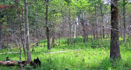 The 'Blind' Streams of the Uplands