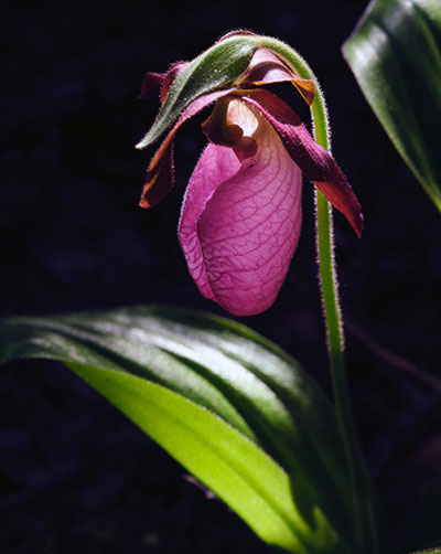 Pink Lady Slipper