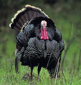 Wild Turkeys are one of the big game animals located in Big South Fork.